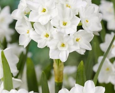 Нарцис Paperwhite Ziva 13/14